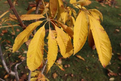 Aesculus assamica - jírovec - listy podzim